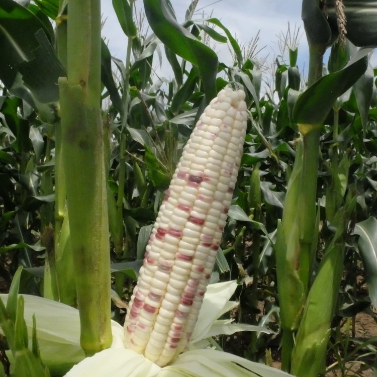 ข้าวโพดข้าวเหนียว waxy corn