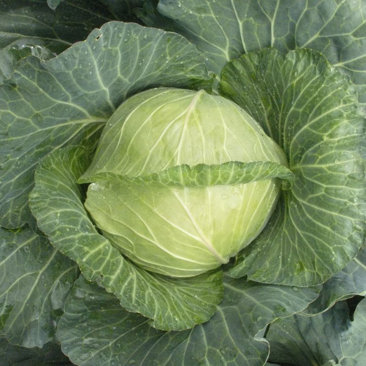 กะหล่ำปลี white cabbage