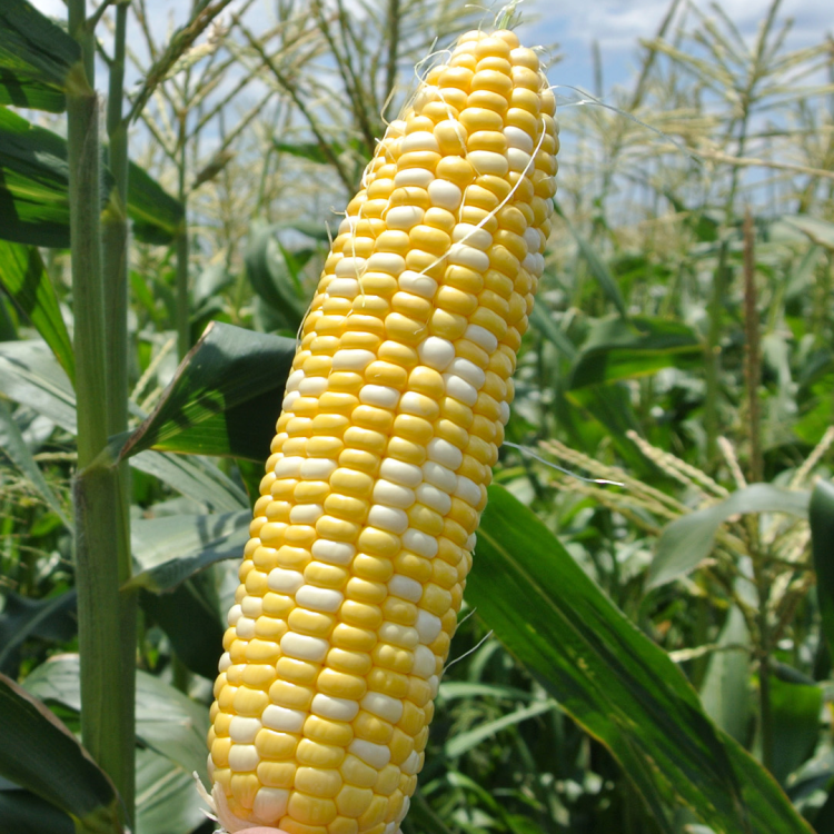 ข้าวโพดหวาน Sweet corn