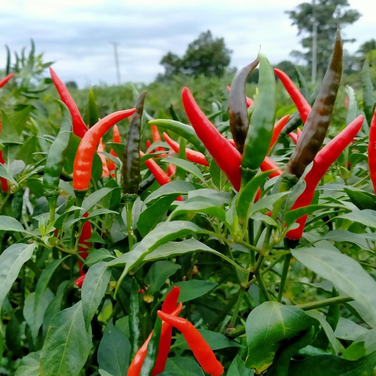 พริกขี้หนู Hot Pepper