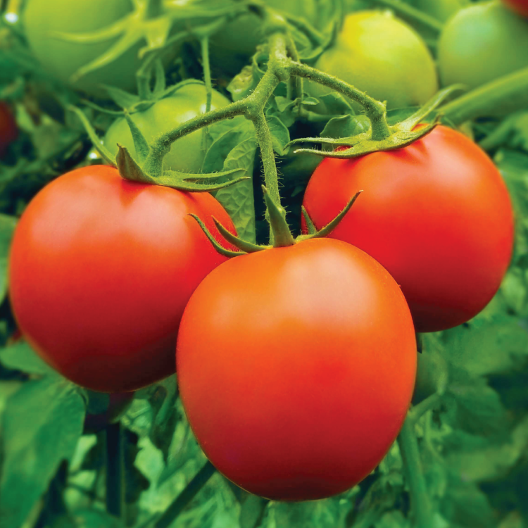 มะเขือเทศ Tomato