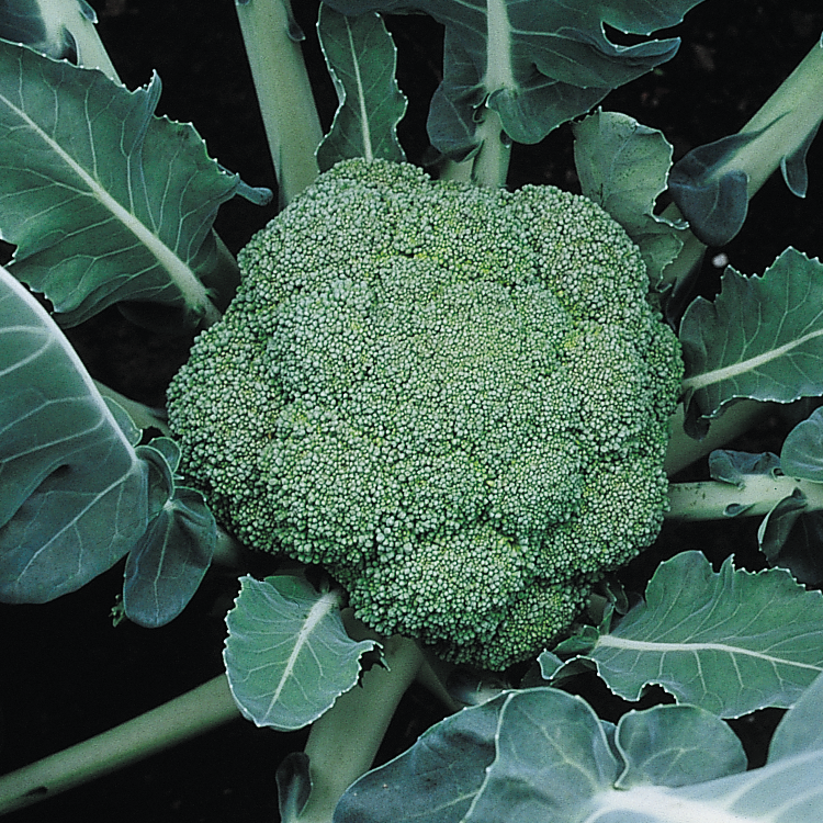 บรอคโคลี Broccoli