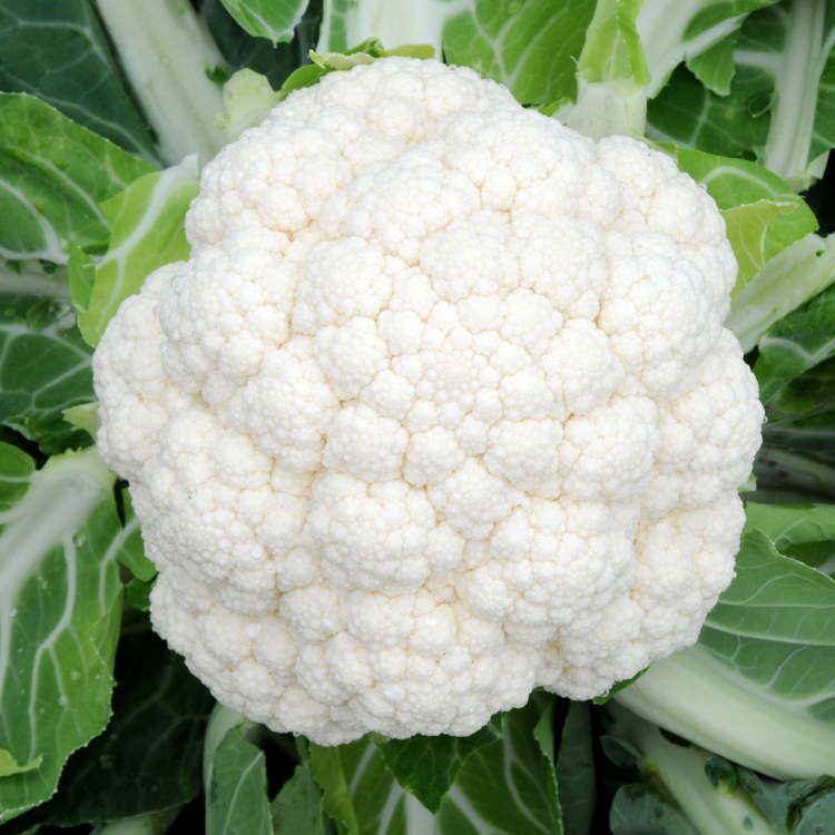 กะหล่าำดอก Cauliflower