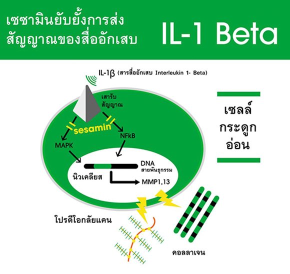 เซซามินต้านการอักเสบ