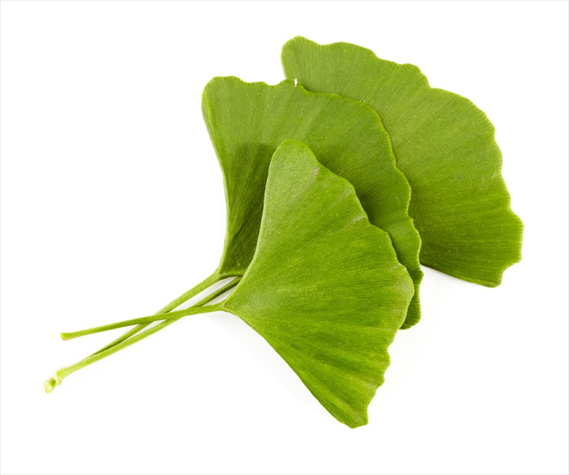 Ginkgo Biloba Extract ประโยชน์ดีๆ ของสารสกัดจากใบแปะก๊วย - Derma-innovation