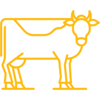 cattle