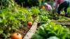 Embracing Organic Farming: A Path to a Healthier Future Embracing Organic Farming: A Path to a Healthier Future