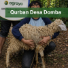 Qurban Desa Domba
