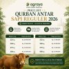 Qurban antar Sapi Reguler 2026
