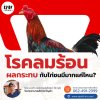 ผลกระทบจากภาวะโรคลมร้อนกับไก่ชนมีมากแค่ไหน? ผลกระทบจากภาวะโรคลมร้อนกับไก่ชนมีมากแค่ไหน?