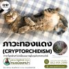 &quot;ภาวะทองแดง (cryptorchidism)&quot;