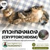 "ภาวะทองแดง (cryptorchidism)" "ภาวะทองแดง (cryptorchidism)"