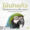 ภัยร้ายใกล้ตัวที่ควรทำความรู้จัก โรคติดต่อจากนกเลี้ยงสู่คนไข้นกแก้ว(Psittacosis) ภัยร้ายใกล้ตัวที่ควรทำความรู้จัก โรคติดต่อจากนกเลี้ยงสู่คนไข้นกแก้ว(Psittacosis)