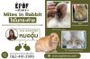 "ไรในกระต่าย (Mites in rabbit)" "ไรในกระต่าย (Mites in rabbit)"