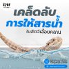 เคล็ดลับการให้น้ำในสัตว์เลื้อยคลาน เคล็ดลับการให้น้ำในสัตว์เลื้อยคลาน