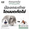 คำถามจากเว็ป Epofclinic : มดขึ้นกรงละที่นี้ได้เช็คดูว่าน้องโดนกัดตรงไหนมั้ยแล้วพบว่าไข่น้อง 2 ข้างสีไม่เหมือนกันเลยคิดว่าน่าจะโดนกัดที่ไข่ 