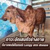 ภาวะอักเสบทั่วร่างกาย ที่อาจพบได้ในกรณี Lumpy skin disease ภาวะอักเสบทั่วร่างกาย ที่อาจพบได้ในกรณี Lumpy skin disease