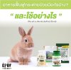อาหารฟื้นฟูกระต่ายป่วยมีอะไรบ้าง? อาหารฟื้นฟูกระต่ายป่วยมีอะไรบ้าง?