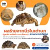 ผลร้ายจากนิ่วในเต่าบก (ซูคาต้า เรเดียต้า ดาว เสือดาว) อาจมากกว่าที่เห็น! ผลร้ายจากนิ่วในเต่าบก (ซูคาต้า เรเดียต้า ดาว เสือดาว) อาจมากกว่าที่เห็น!