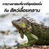 การวางยาสลบที่ยากที่สุดชนิดหนึ่ง คือสัตว์เลื้อยคลาน การวางยาสลบที่ยากที่สุดชนิดหนึ่ง คือสัตว์เลื้อยคลาน