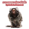 ภาวะคลอดยากในมาร์โมเส็ท Dystocia in Marmoset ภาวะคลอดยากในมาร์โมเส็ท Dystocia in Marmoset