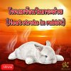 โรคลมร้อนในกระต่าย (Heat stroke in rabbit) โรคลมร้อนในกระต่าย (Heat stroke in rabbit)