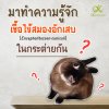 Encephalitozoon cuniculi in rabbit โรคไข้สมองอักเสบในกระต่าย