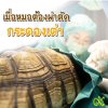 เมื่อหมอต้องผ่าตัดกระดองเต่า? เมื่อหมอต้องผ่าตัดกระดองเต่า?