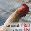 ผลกระทบจากภาวะโรคลมร้อนกับไก่ชนมีมากแค่ไหน ผลกระทบจากภาวะโรคลมร้อนกับไก่ชนมีมากแค่ไหน