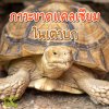 ภาวะขาดแคลเซียมในเต่าบก Calcium deficiency in tortoise