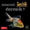 ปลาทองว่ายผิดท่า เกิดจากอะไร ? 