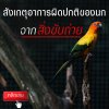 ดูอาการผิดปกติของนกจากสิ่งขับถ่าย ดูอาการผิดปกติของนกจากสิ่งขับถ่าย