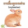 การเลี้ยงลูกกระต่ายอายุก่อนหย่านม (น้อยกว่า 45 วัน)