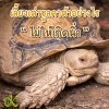 เลี้ยงเต่าซูลคาต้าอย่างไร ไม่ให้เกิดนิ่ว เลี้ยงเต่าซูลคาต้าอย่างไร ไม่ให้เกิดนิ่ว
