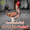 คำถามจากสนามไก่ชน ทำไมไก่ถึงขาอ่อน 