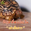ปัญหาที่พบบ่อยในเต่าเสือดาว ปัญหาที่พบบ่อยในเต่าเสือดาว