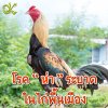 โรค ห่า ระบาด ในไก่พื้นเมือง