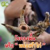 โรคลงพื้นหรือหน่อเท้าไก่ โรคลงพื้นหรือหน่อเท้าไก่