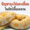ปัญหาถุงไข่แดงเลื่อน (Yolk Sac Herniation) ในสัตว์เลื้อยคลาน ปัญหาถุงไข่แดงเลื่อน (Yolk Sac Herniation) ในสัตว์เลื้อยคลาน