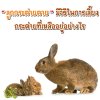 ลูกกระต่ายตาย มีวิธีปฏิบัติในการเลี้ยงกระต่ายที่เหลืออยู่อย่างไร
