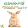 ประโยชน์ของการใช้โปรไบโอติกส์ในกระต่าย