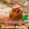 เบียร์ดดราก้อน (Bearded dragons)