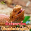 เบียร์ดดราก้อน (Bearded dragons) เบียร์ดดราก้อน (Bearded dragons)