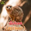 MEERKAT เมียร์แคท MEERKAT เมียร์แคท