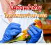 ขั้นตอนสำคัญ ในการตรวจร่างกายนก