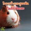 โครงสร้างและสูตรฟัน ในสัตว์ฟันแทะ โครงสร้างและสูตรฟัน ในสัตว์ฟันแทะ
