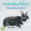 กระต่ายน้อยเจ้าน้ำตา ( Epiphora in rabbit ) กระต่ายน้อยเจ้าน้ำตา ( Epiphora in rabbit )
