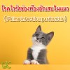 โรคไวรัสช่องท้องอักเสบในแมว (Feline infectious peritonitis) โรคไวรัสช่องท้องอักเสบในแมว (Feline infectious peritonitis)