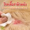 โรคเชื้อราผิวหนัง (Dermatophytosis in animals)