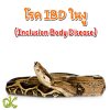 โรค IBD (Inclusion Body Disease) โรค IBD (Inclusion Body Disease)